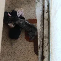 واگذاری دوتاگربه نرباهم برادرهستن وهدودهشت ماهشونه