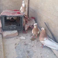 طوق زرد پرتقالی