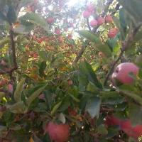 زمین  باغ دریاسوج