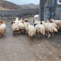 ۲۲ راس کاور هیکلی و بزرگ و شیرمس بره باب پروار|حیوانات مزرعه|ایلام, |دیوار