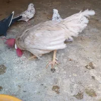 مرغ و خروس رسمی کفتر کاکلی|حیوانات مزرعه|حمیدیا, |دیوار