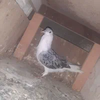 کفتر ساده مگسی