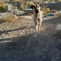 طوله سگ  سرابی ۱۲ میلیون