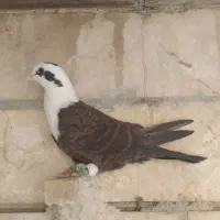 کبوتردرسایت کبوتر|پرنده|شیراز, پودنک|دیوار