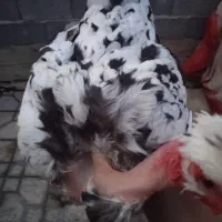 گلینمرغ خروس اصل