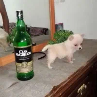 سگ جیبی فنجونی شیواوا