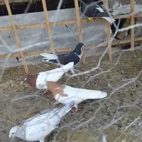 کبوتر پرشی میزان|پرنده|دشتابی, |دیوار