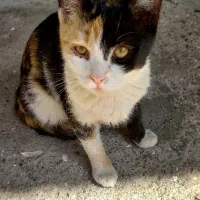 بچه گربه