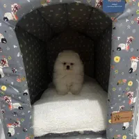 سگ پامر خرسی اورجینال.دوسر خرسی.گوش گرد.هپی فیس