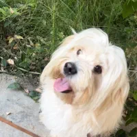 حیوان خانگی|سگ|رشت, سعدی (تختی)|دیوار