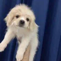 سگ پامراین میکس|سگ|فردیس, فردیس|دیوار