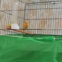 قناری مست مست  نر پرتقالی