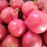 اجاره باغ انار