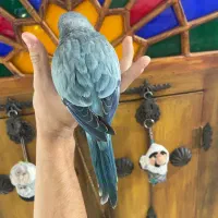 جوجه راهب ۲ ماهه «رنگ خاص و بی نظیر»