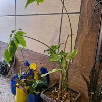گل طبیعی|گل و گیاه طبیعی|اصفهان, هفتون|دیوار