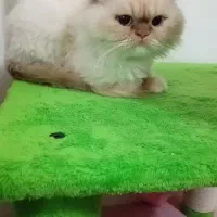 پرشین فقط پنج تومن