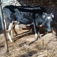 گاو با گوساله