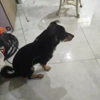 سگ پا کوتاه نژاد دوبرمن