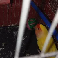 کوتوله برزیلی