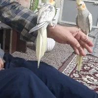 عروس هلندی گل باقالی|پرنده|گلستان (تهران), |دیوار