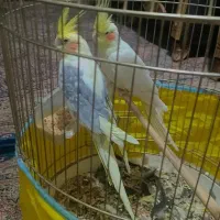 یک جفت عروس هلندی مولد چهار تخم