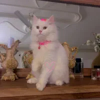 گربه|گربه|اهواز, کارون|دیوار