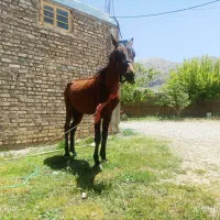 اسب|اسب و تجهیزات اسب‌سواری|اقلید, |دیوار