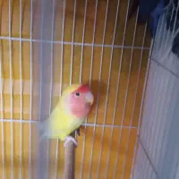 جفت کوتوله سالم درحال تخم|پرنده|مشهد, نیزه|دیوار