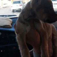 سگ سراب نر مفت مفت ۸۰۰|سگ|بجنورد, |دیوار