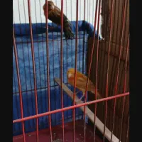 قناری درجه یک کامل بخون برادر