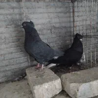 دمسفید‌بوقلمون‌چوری‌مرغ‌لهستانی