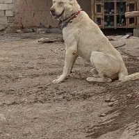 سگ گله ای