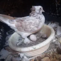 کفتر گم شده