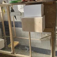 کوتوله و عروس هلندی|پرنده|قم, شهرک سازمان آب|دیوار