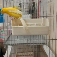 قناری نر مست آماده جفت