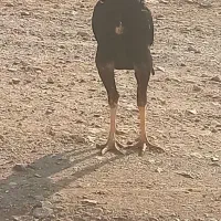 خروسی لاری اصل پنج ماه