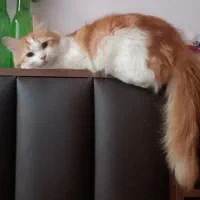 واگذاری گربه