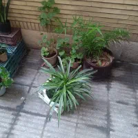 گل وگلدان|گل و گیاه طبیعی|تهران, هروی|دیوار