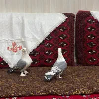 جفت ساتن|پرنده|زابل, |دیوار