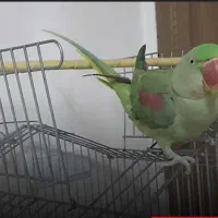 گمشده شاه طوطی