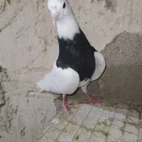 جوجه طوقی