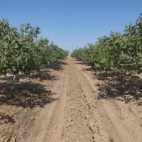 باغ پسته ،یک هکتار زمین، 4 ساعت اب،مدار 13