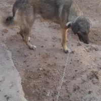 یه سگ خوب|سگ|قیدار, |دیوار