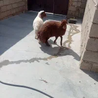 دو راس بره