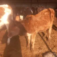 گوساله محلی نر