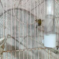 قناری سبز دهن زن|پرنده|خورموج, |دیوار