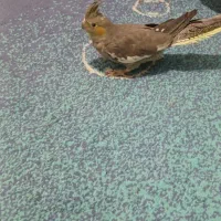 عروس هلندی|پرنده|تهران, هفده شهریور|دیوار