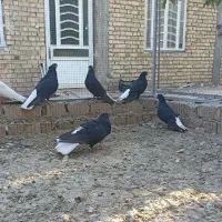 سیاه دم سفید سینه زرد سینه کرم