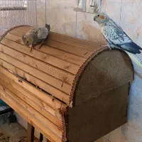 عروس هلندی گل باقالی تاج زیبا