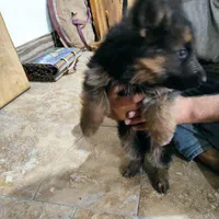 واگذاری توله ژرمن بلک و ابلغ|سگ|ساری, |دیوار